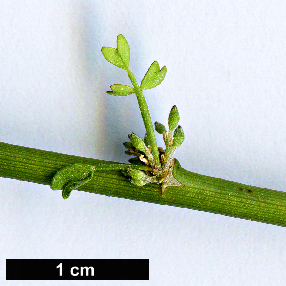High resolution image: Family: Fabaceae - Genus: Carmichaelia - Taxon: rivulata